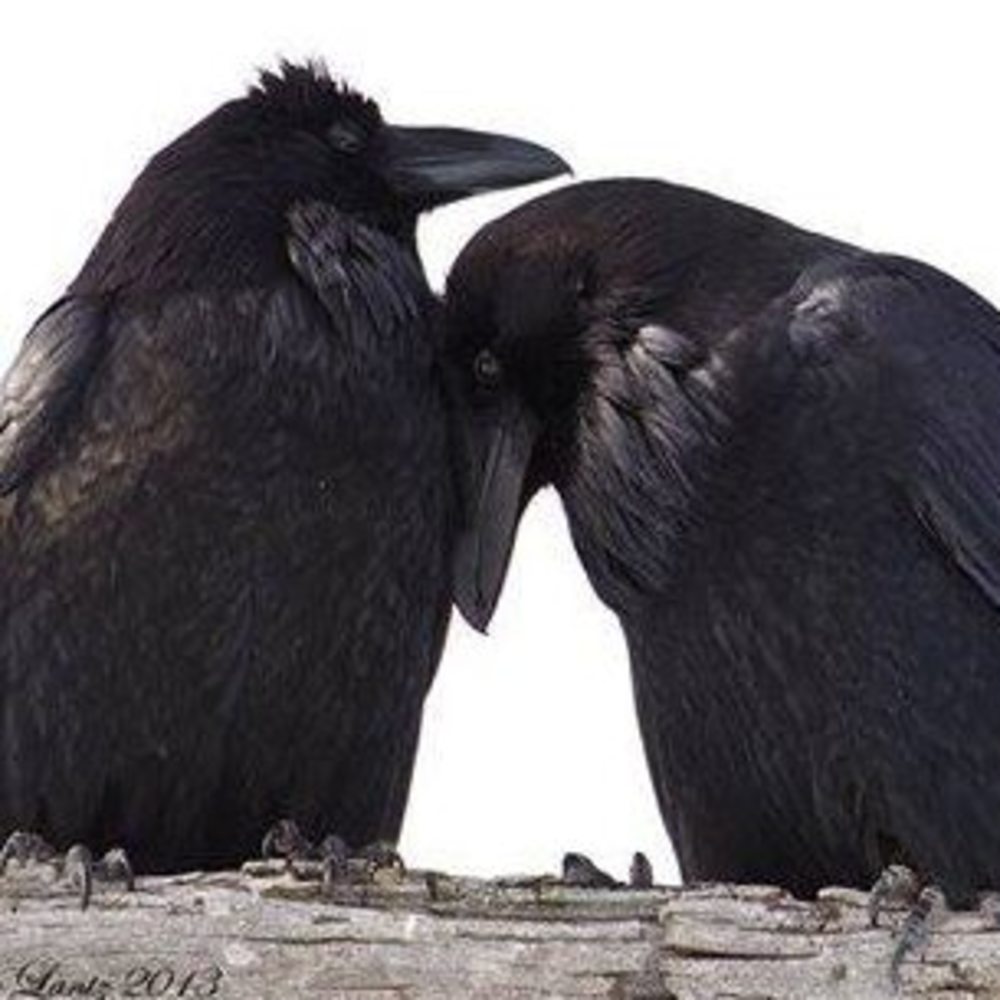 Meet your Posher, Terese